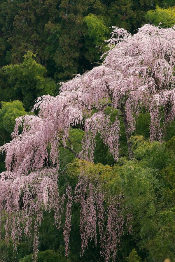 cerisier-japonais-un-cerisier-pleureur