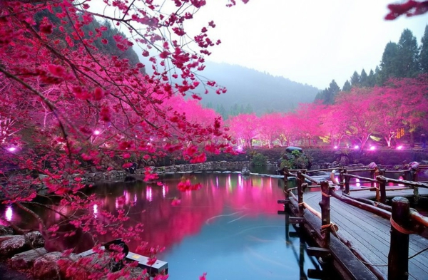 cerisier-japonais-un-lac-éclairé-et-beaux-cerisiers-fleuris