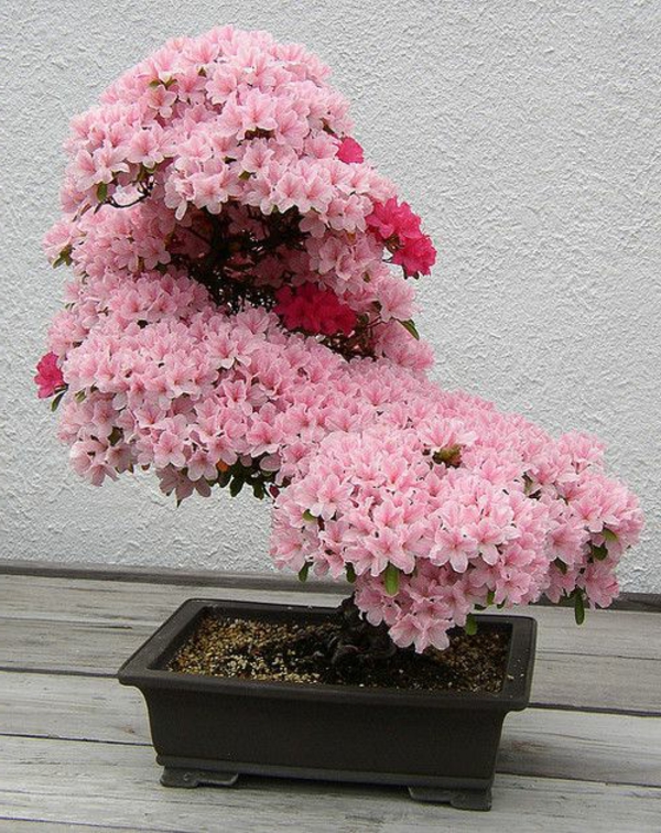 cerisier-japonais-un-petit-bonsai-fleuri