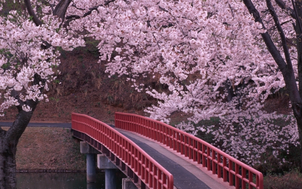 cerisier-japonais-un-petit-pont-japonais