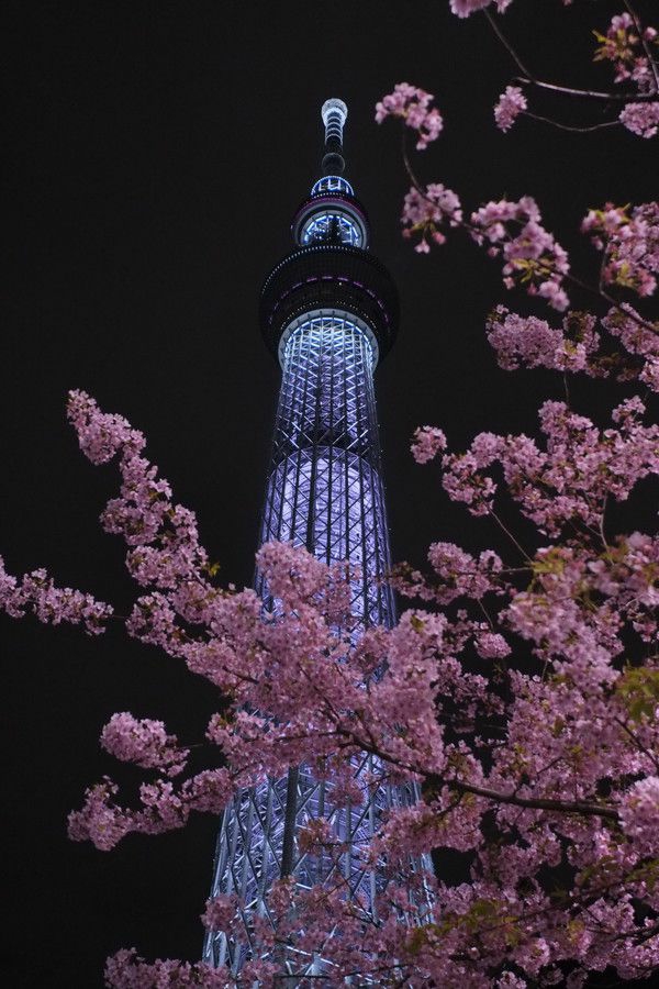 cerisier-japonais-un-tour