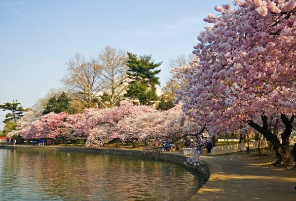 cerisier-japonais-une-allée-de-cerisiers