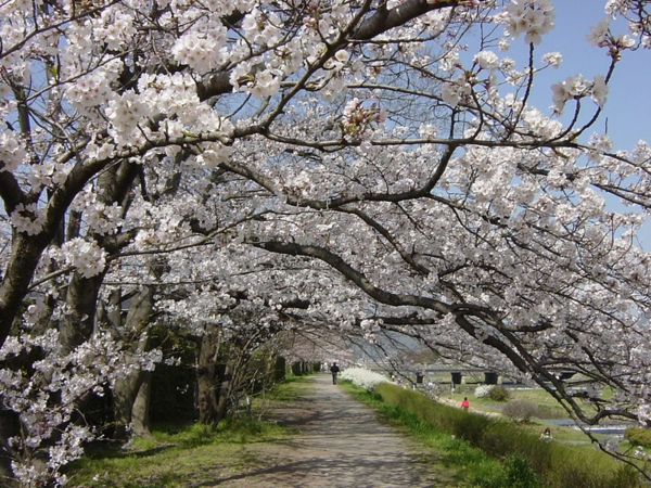 cerisier-japonais-une-allée-miraculeuse