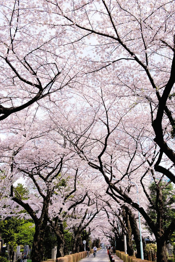 cerisier-japonais-une-allées-sous-les-cerisiers-fleuris