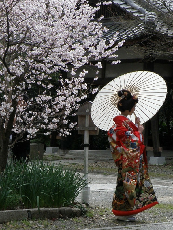 cerisier-japonais-une-femme-en-kimono