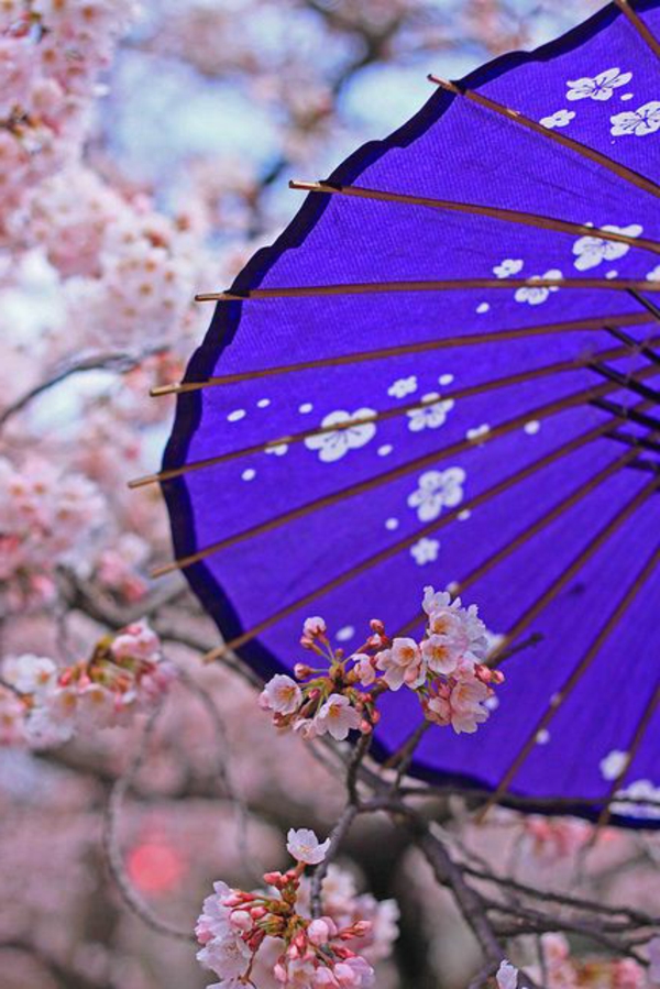 cerisier-japonais-une-parapluie-bleue