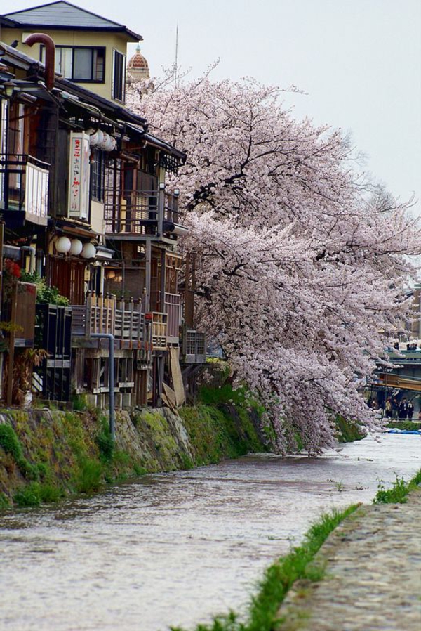 cerisier-japonais-vue-du-Japon