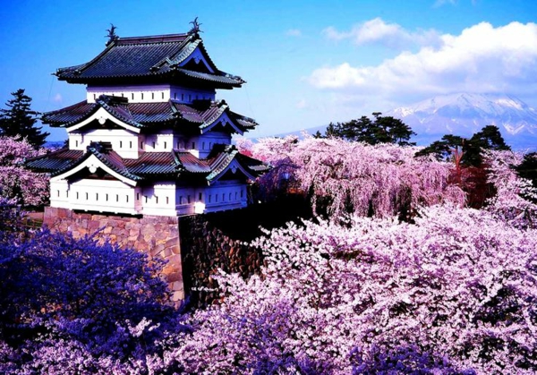 cerisier-japonais-vue-traditionnelle