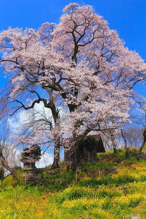 cerisier-japonais-à-Fukushima