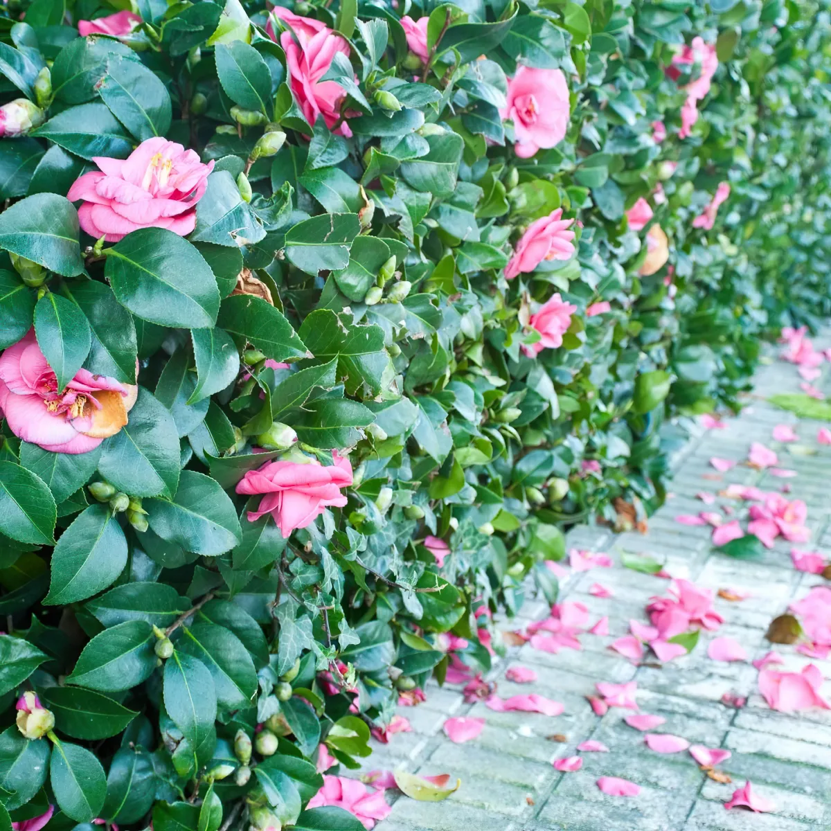 comment stimuler a florasion des rosiers astuces