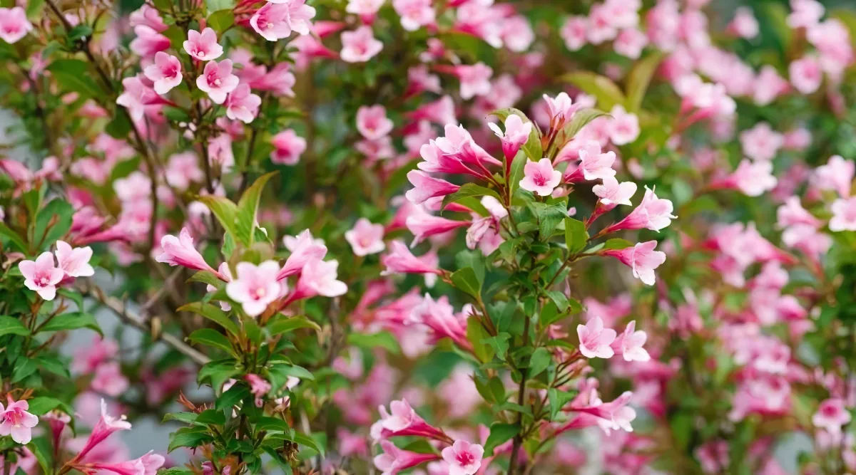 quelle plante a floraison rose choisir pour le jardin