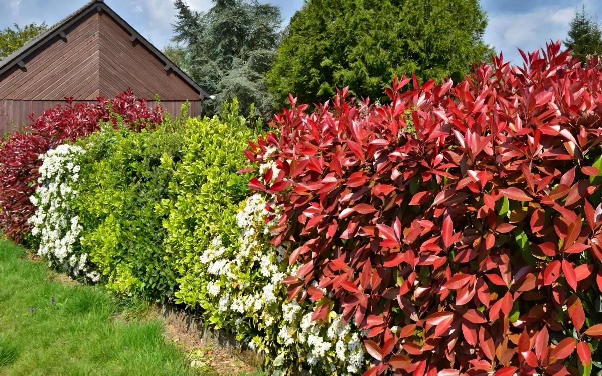 quelle plante brise vue choisir pour le jardin