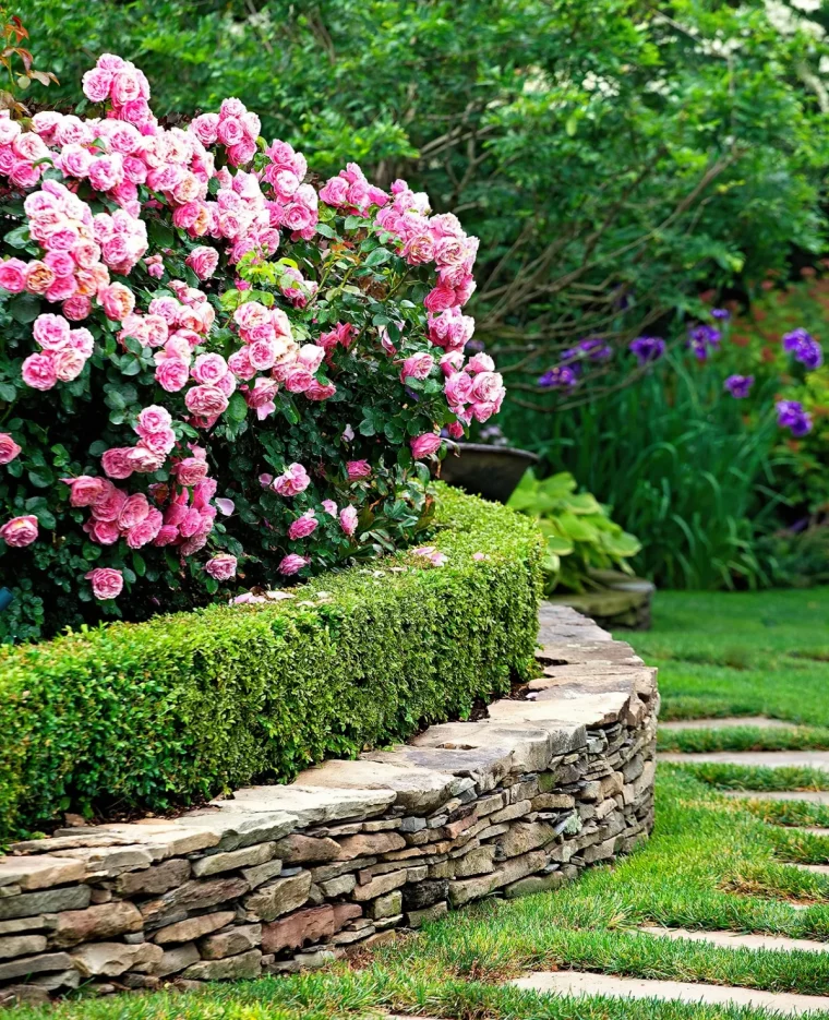 rosier grimpant rose entoure de buisson vert