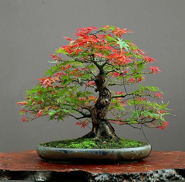 érable-japonais-bonsai-magnifique