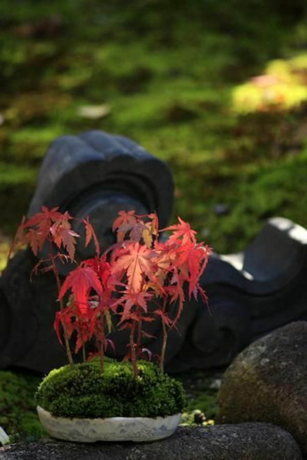 érable-japonais-décoration-bonsai