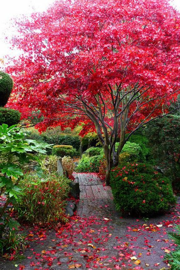 érable-japonais-jardin-romantique