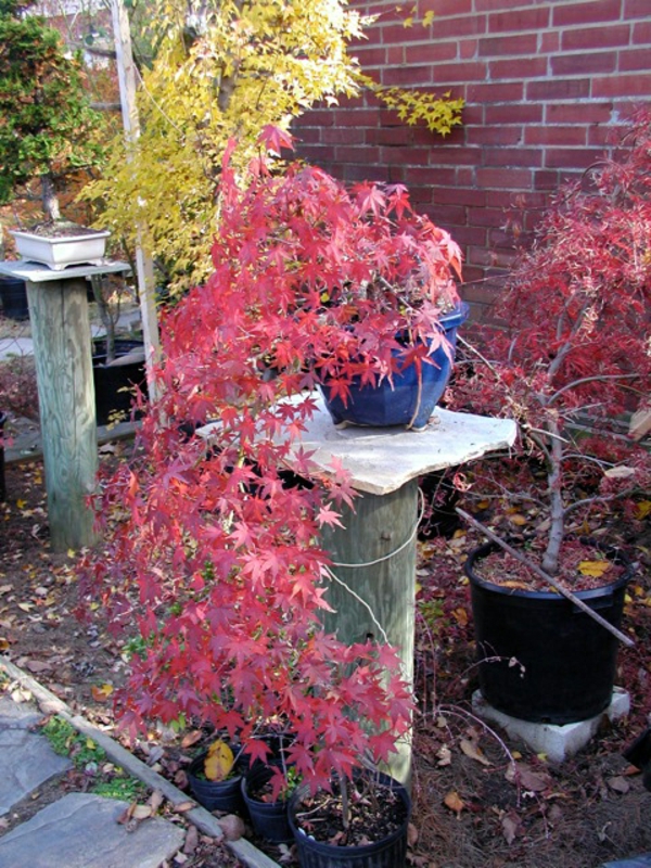 érable-japonais-la-couleur-de-l'automne