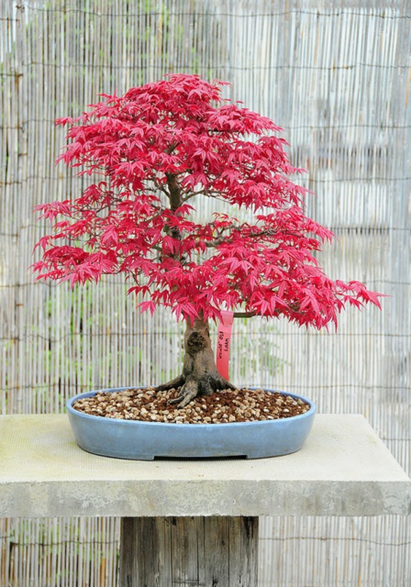 érable-japonais-un-bonsai