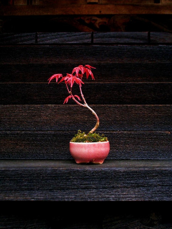 érable-japonais-un-petit-arbre-fragile