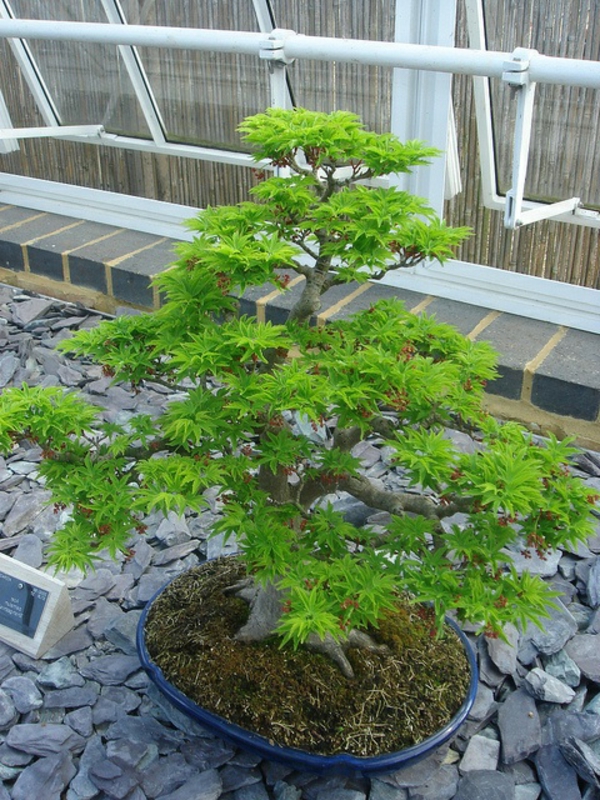 érable-japonais-vert-bonsai