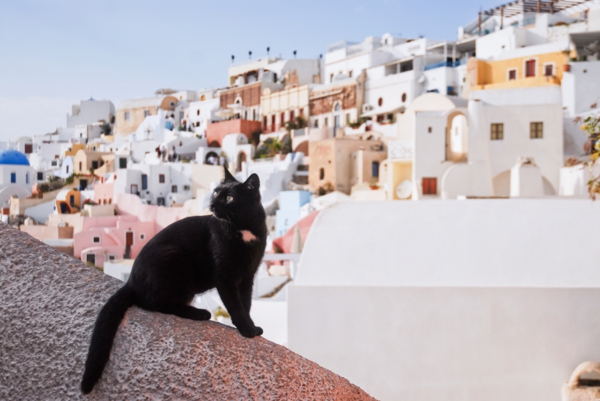 Santorini_Cat._Background-_view_on_Firostefani._Santorini_island_(Thira),_Greece-resized