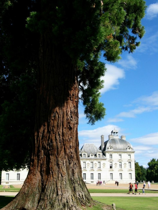 les-châteaux-de-la-Loire-un-arbre-géant