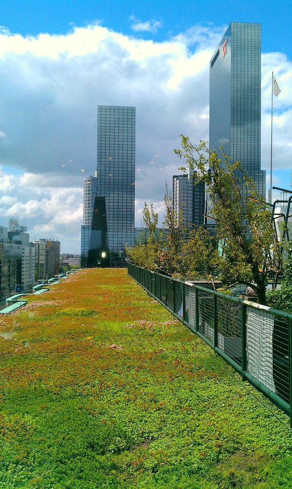 toit-végétal-jardin-sur-un-haut-immeuble