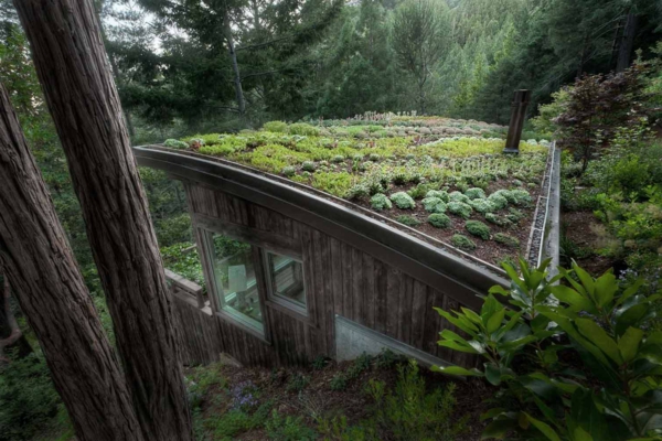 toit-végétal-sur-une-maison-dans-la-forêt