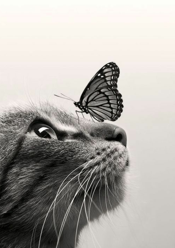 animaux-photographie-noir-et-blanc-chat-et-papillon