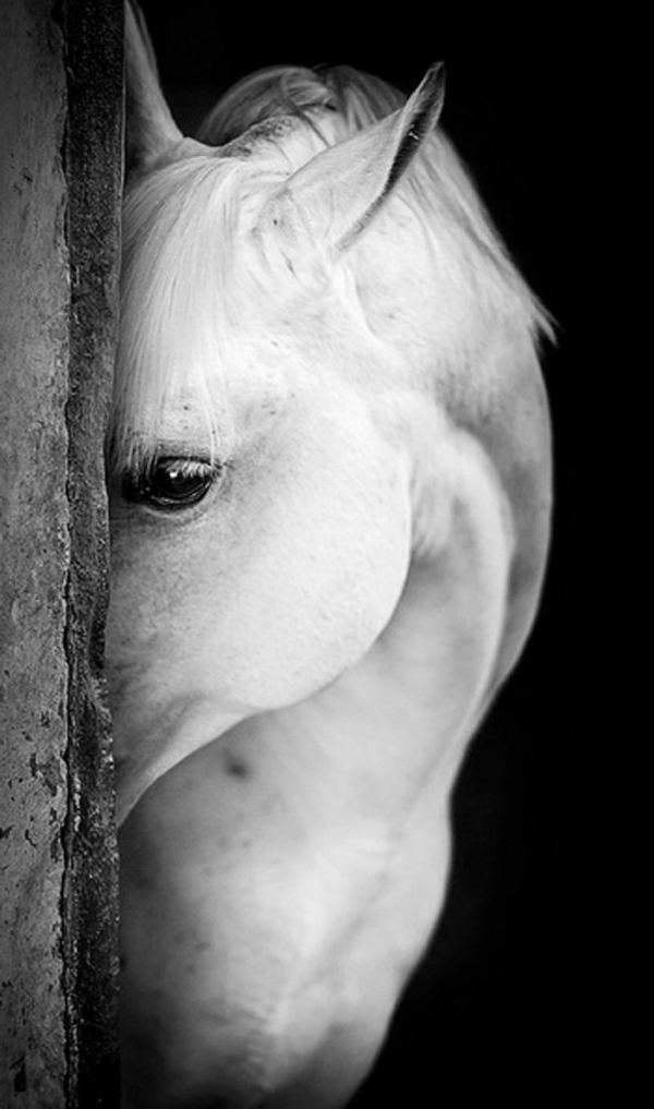 animaux-photographie-noir-et-blanc-cheval-blanc-beauté