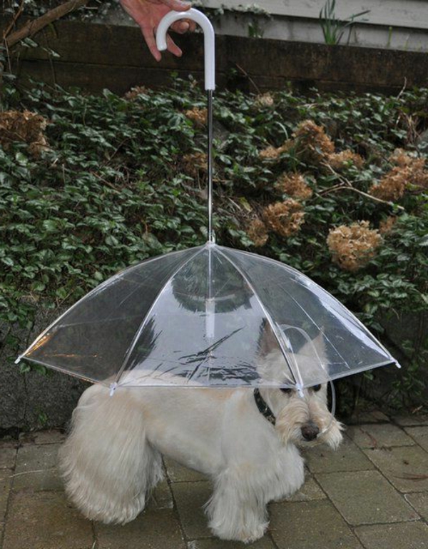 parapluie-transparent-pour-chien