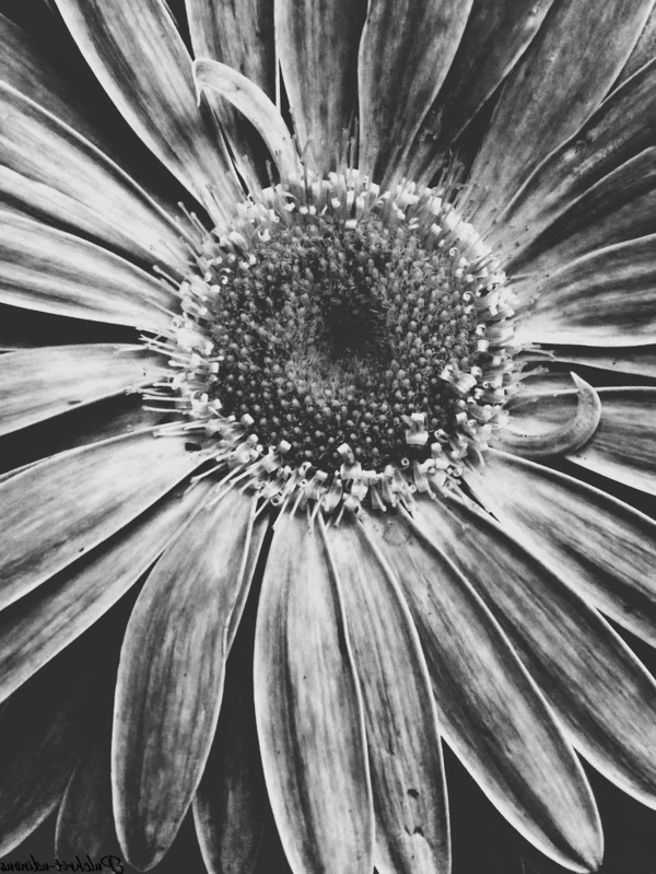 photo-la-nature-d-une-fleur-en-noir-et-blanc-artistique-photographie