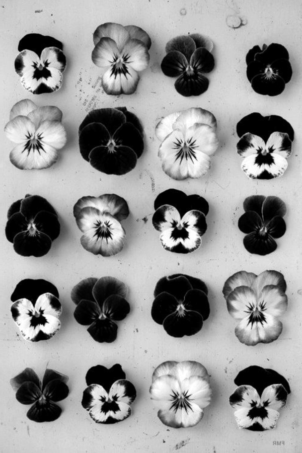 photo-la-nature-des-fleurs-en-noir-et-blanc-artistique-photographie