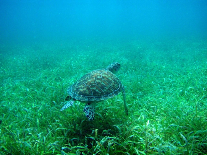 Flamenco-Beach-Tamarindo-Beach-Culebra-Puerto-Rico-tortue-océan-plantes-resized