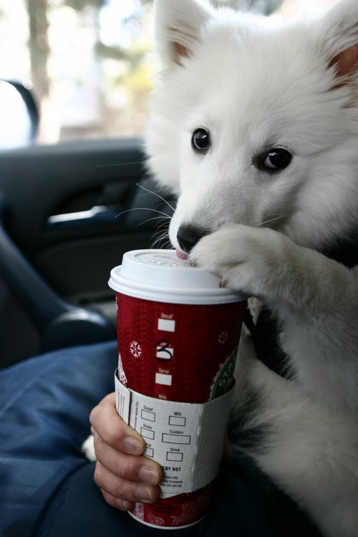 gobelet-starbuck-café-à-emporter-chien-dans-voiture