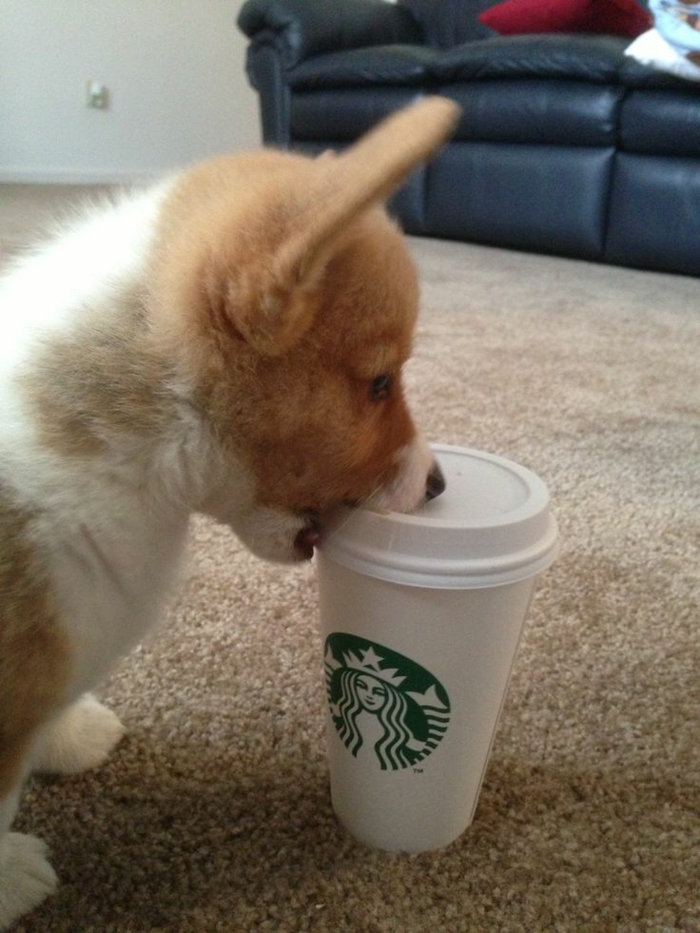 gobelet-starbuck-café-à-emporter-pour-le-chien-corgie