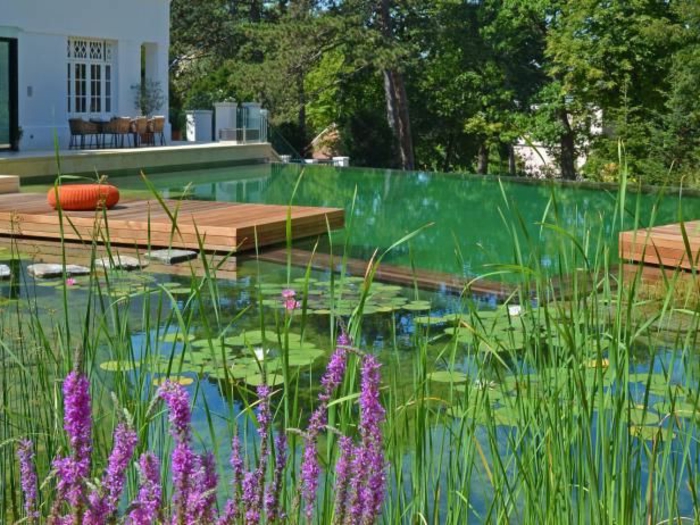 piscine-biologique-extérieur-contemporain-design-de-piscine-naturel