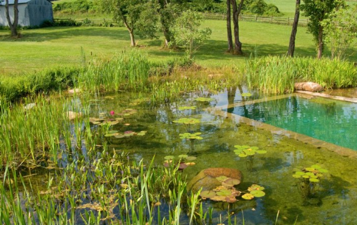 piscine-biologique-pour-votre-jardin-aquatique