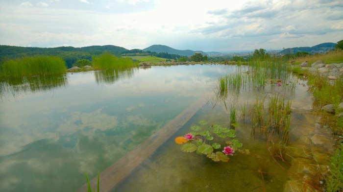 piscine-biologique-superbe-et-nénuphars-fleuris