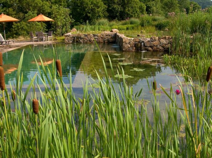 piscine-biologique-un-grand-bassin-organique-et-chaises-longues