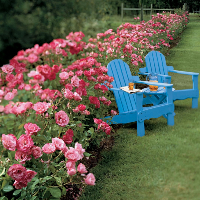 arbuste-de-haie-fleurie-extérieur-roses-chaise-longue-la-rose-de-jardin