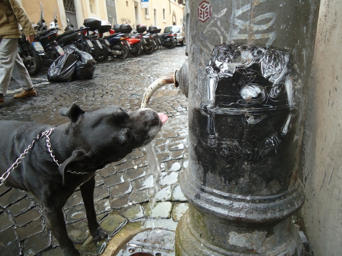Street-artiste-rue-pochoiriste-C215-animaux-chien
