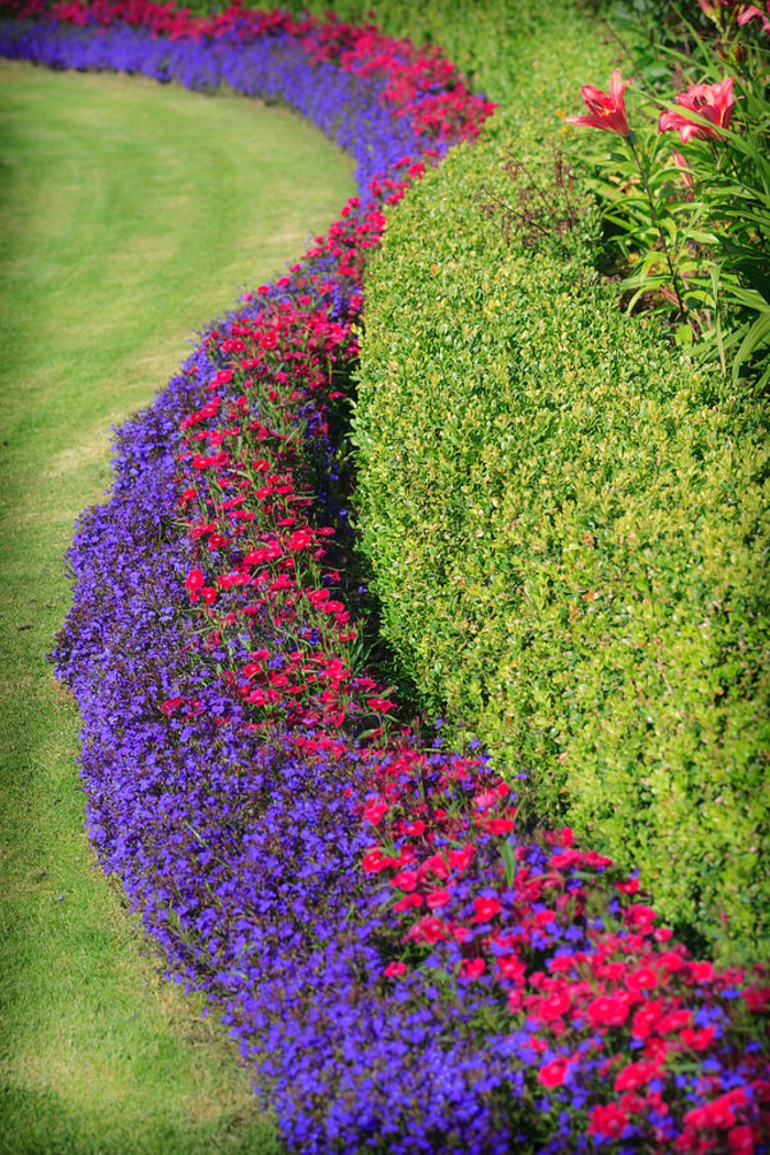 arbuste-de-haie-fleurie-extérieur-beau-chemin-fleurs-colorées