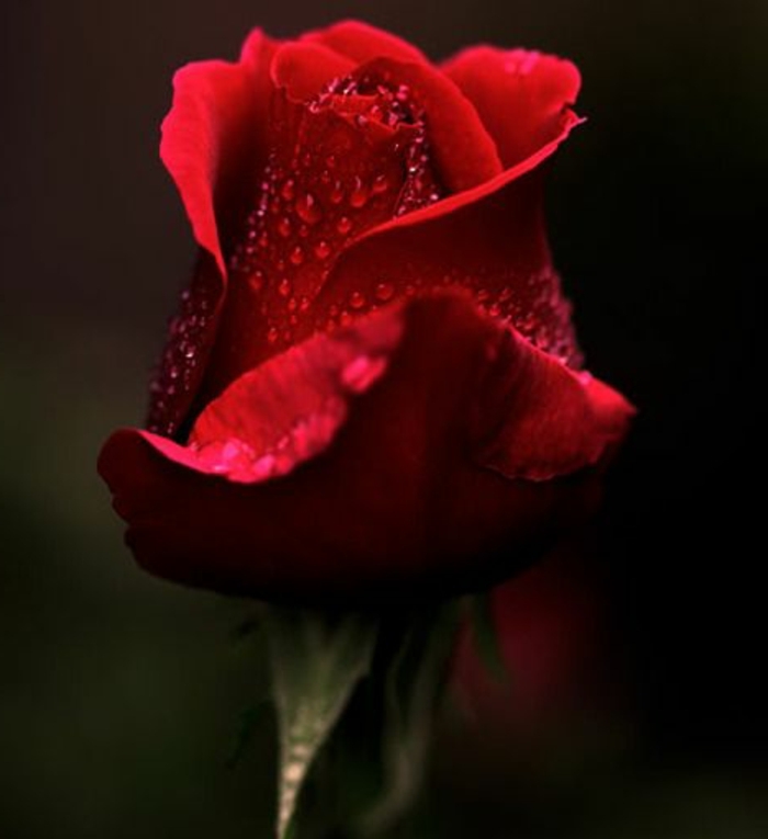 0-roses-rouges-signification-de-roses-rouges-bouquet-de-fleurs-quel-bouquet