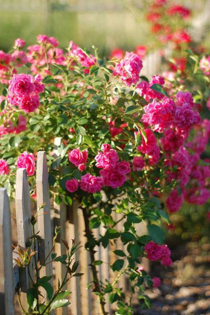 1-cloture-en-bois-avec-plantes-grimpantes-roses-jardin-avec-plante-grimpante-persistant