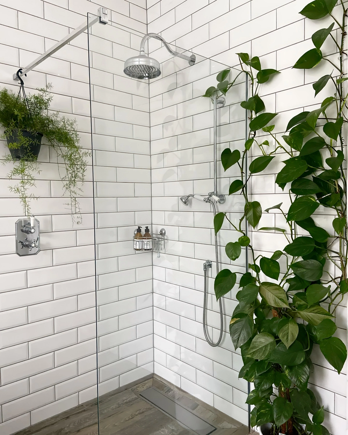 deco salle de bain blanche carrelage douche paroi plante pothos