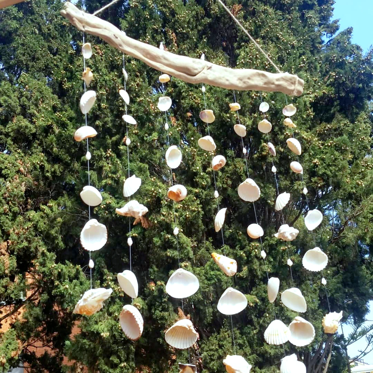 decoration avec du bois flotte et des coquillages