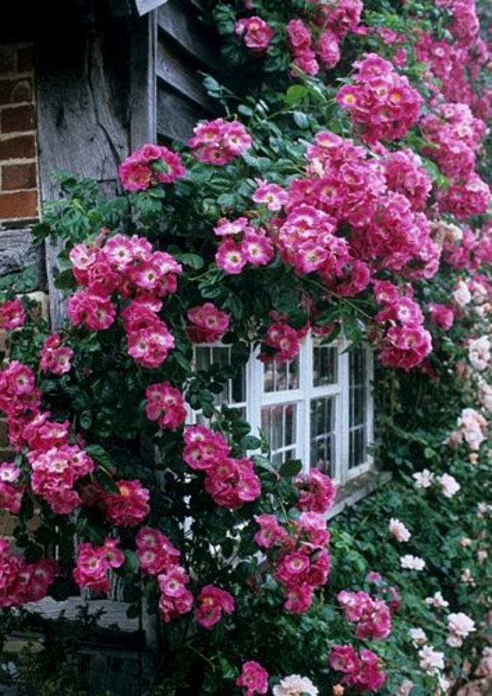 maison-avec-fleurs-sur-les-murs-plante-grimpante-persistant-fleurs-violets-d-extérieur