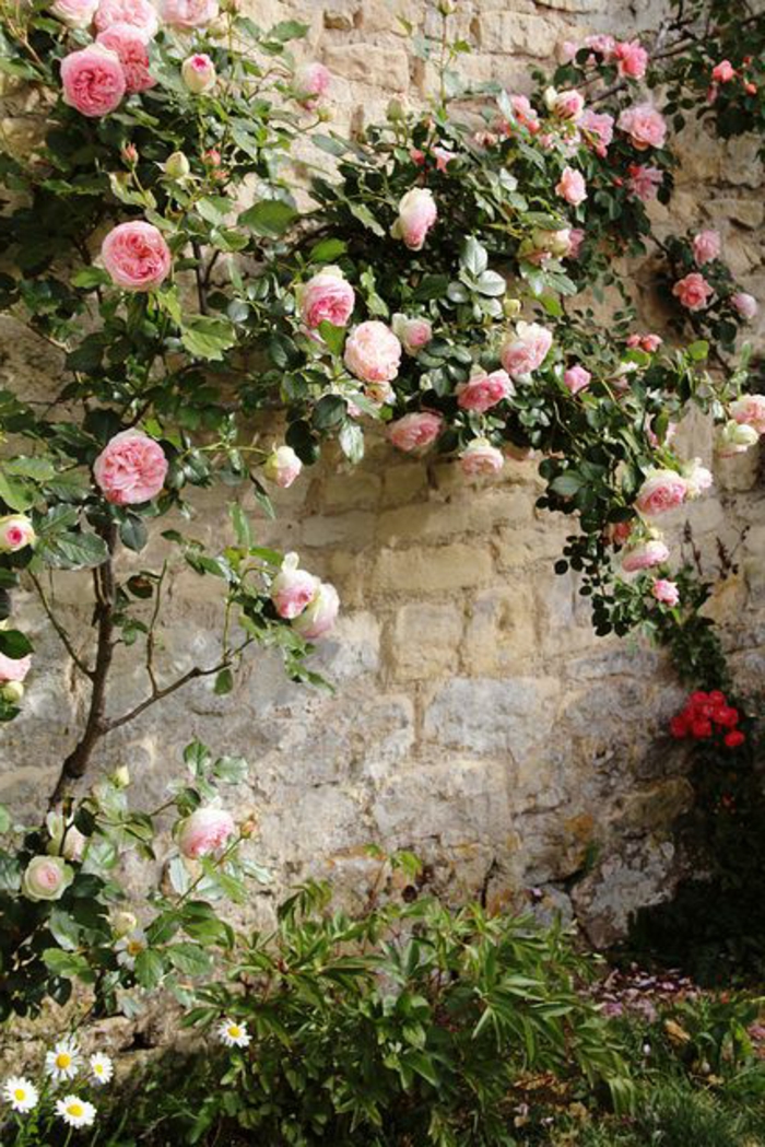 mur-avec-roses-plantes-grimpantes-dans-le-jardin-plante-grimpante-ombre