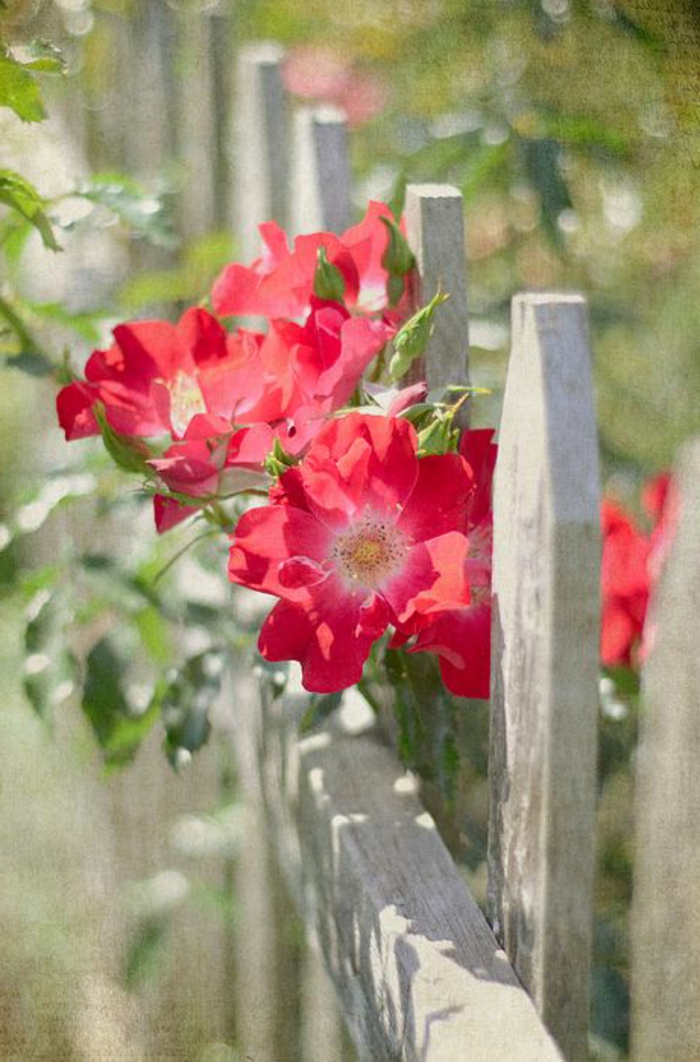 plante-grimpante-persistant-roses-cloture-en-bois-clair-fleurs-rouges-plante-grimpante-ombre